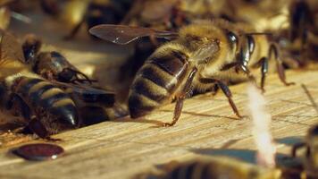 Amazing bee crawling on a wooden surface among other insects on a sunny day. Slow motion of beautiful honey bees crawl on hive in summer. Macro shot video