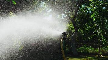 An automatic watering system with a yellow water supply hose is intensively working in the garden near a tall tree, wetting the ground on hot days. video