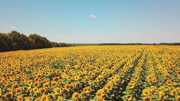 plantación de hermosa amarillo y marrón girasoles creciente en el campo en un soleado día. con un lote de girasoles en filas floración en verano. aéreo ver video