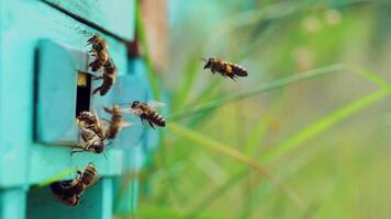 Slow motion of Honey Bee flying around Beehive with blurred background. An apiary in the summer. video