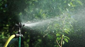 An automatic irrigation system sprays water in the yard in the summer. Caring for plants. Close-up. video