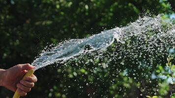 A man with a yellow hose in his hands directs a stream of water directly and higher regulating the process of watering plants in the yard. Close-up. video