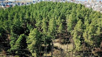 Beautiful view of green forest with pine trees near the rural place with a lot of small houses. Flying over the pine forest in a sunny day. Aerial view video
