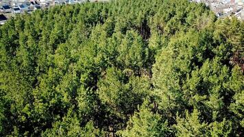 Flight over a forest park of pine trees and many colored roofs in spring. Flying over treetops of the pine forest. Aerial survey video