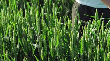 Pojkar händer spelar med grön vete spikar på de fält över de grön bakgrund. liten pojke med händer löpning genom omogen vete i sommar video