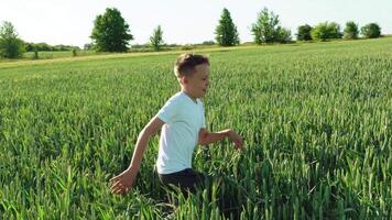 Happy boy is running through the wide field with green wheat at a sunny hot day. Smiling boy in white t-shirt on the field in summer. Slow motion video