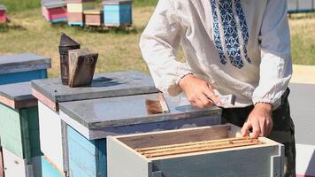 Beekeeper working in apiary among a swarm of bees. Frames of a bee hive. Beekeeping. Honey. video