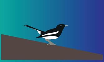 Beautiful Magpie Bird vector