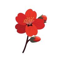 Plum flower with flower buds. Chinese red plum blossom in spring. Chinese sakura floral abstract illustration in flat style on white background vector