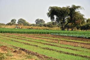 A field with a tree and a tractor in it photo