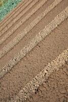A cow standing in a field of dirt photo