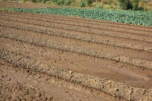 A tractor is plowing a field of dirt photo