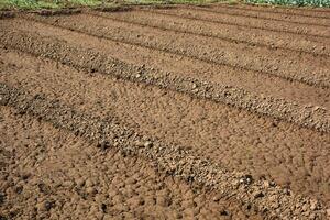 A tractor plows a field of dirt photo