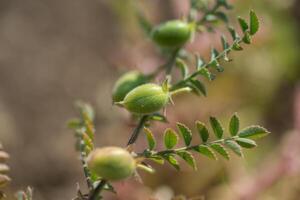 Chickpeas pod with green young plants in the farm field, Closeup. photo