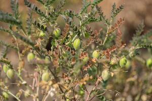 Chickpeas pod with green young plants in the farm field, Closeup. photo