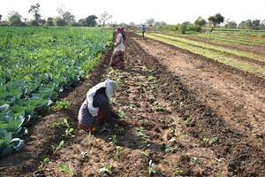 A group of people working in the field photo