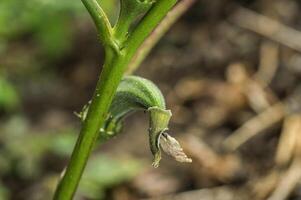 A green plant with a flower bud on it photo