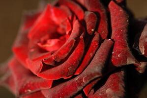 A close up of a red rose with dark petals photo