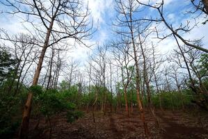 Beautiful Landscape with trees photo