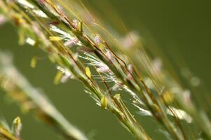 A close up of a bunch of grass with a bird sitting on it photo