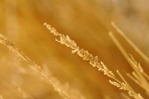 A close up of some dry grass in the sun photo