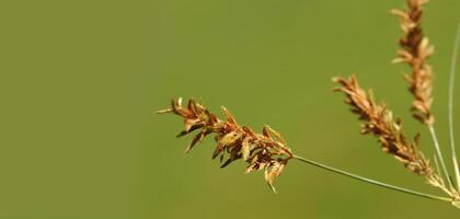 A close up of a plant with brown stems photo