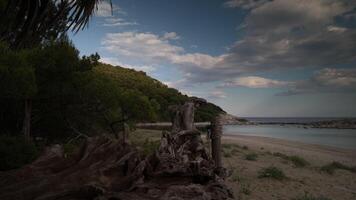 A tree trunk on the beach video