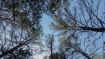 A view of the sky from the ground looking up at the trees video