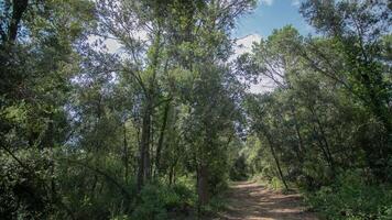 A dirt path through a forest with trees video