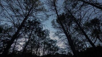A view of the sky from the top of a tree video