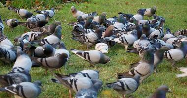 A flock of pigeons are gathered together in the grass video