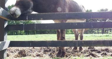 A donkey leaning over a fence in a field video