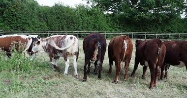 A group of cows standing in a field video