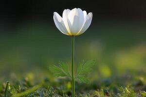 White flower blooming in a natural green environment photo