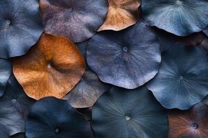 Beautiful assortment of colorful lily pads on a serene surface. photo