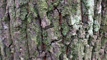close up of bark and mossy texture in the background photo