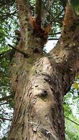 close up of bark and mossy texture in the background photo