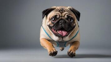 A playful pug dog joyfully running, showcasing its lively personality. photo