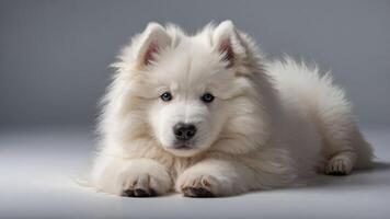 A fluffy white Samoyed puppy resting on a smooth surface, showcasing its adorable features. photo