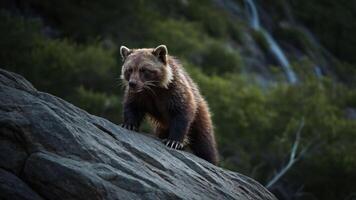 A bear on a rocky surface surrounded by greenery, showcasing wildlife in a natural setting. photo
