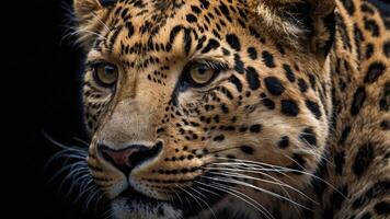 Close-up of a leopard's face, showcasing its distinctive spots and intense gaze. photo
