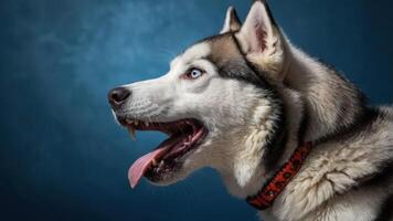 A close-up portrait of a Siberian Husky with striking blue eyes and a playful expression. photo