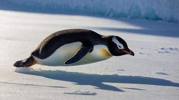 A penguin gliding gracefully over the snowy surface in a cold environment. photo