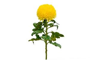 Chrysanthemum Isolate Yellow Chrysanthemum flower, Large Chrysanthemum flower isolated on white background, with clipping path. Yellow chrysanthemum flowers isolated on white.Yellow autumn photo