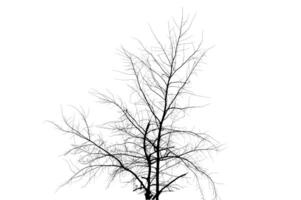 Dried Tree Isolate Dead tree isolated on white background. photo