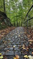 Cobblestone path in the park with autumn colorful fallen leaves. Promenade in the mountains of Poland photo