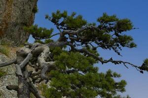 Crooked mountain pine, tree growing on a steep cliff. Mountain landscape photo