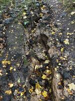 Soil erosion on a mountain path after heavy rains in Autumn. photo