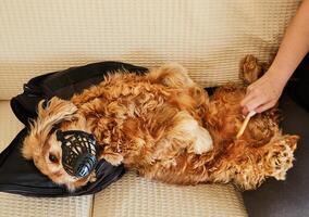 A fluffy dog lies on a couch wearing a muzzle, receiving a gentle grooming session with scissors for a tidy appearance photo