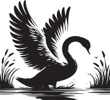 Black swan on water with grass and reeds vector